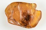 Detailed Fossil Ant (Formicidae) In Baltic Amber #200110-1